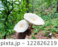 White mushroom in the forest 122826219