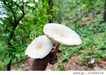 White mushroom in the forest White mushroom in the forest 122826219