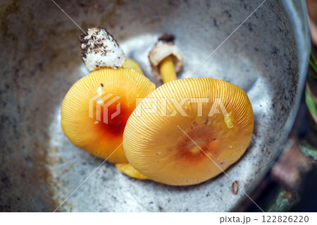 Yellow mushroom in the forest 122826220