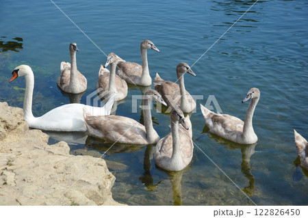 Family of swans 122826450