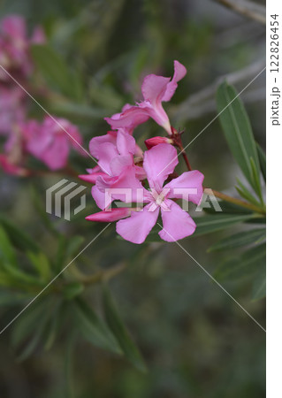 Common oleander 122826454
