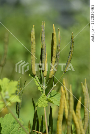 Greater celandine 122826465