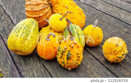 Squashes and pumpkins 122826550