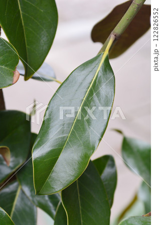 Southern magnolia 122826552