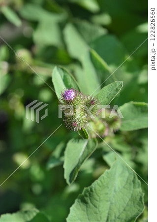 Lesser burdock 122826560