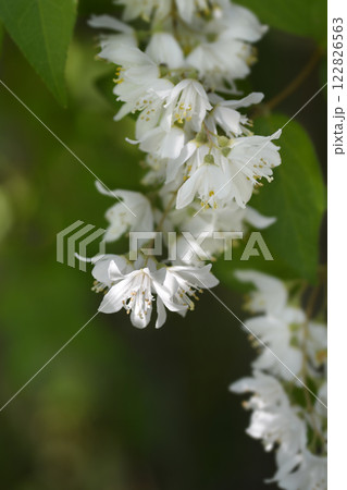 Fuzzy deutzia Flore Pleno Fuzzy deutzia Flore Pleno 122826563
