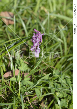 Hollowroot Hollowroot 122826573