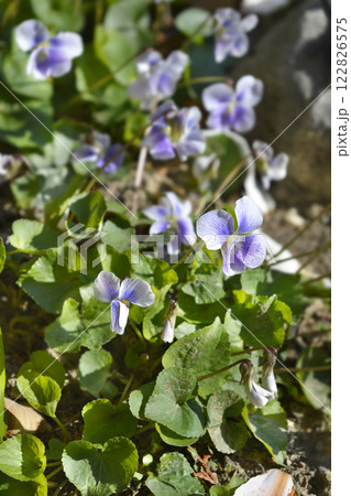 Common blue violet 122826575