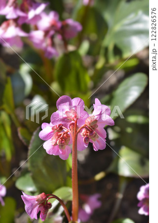 Elephants Ears Rosi Klose Elephants Ears Rosi Klose 122826576