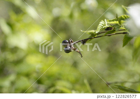 Black jet-bead Black jet-bead 122826577