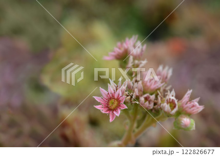 Common houseleek Common houseleek 122826677