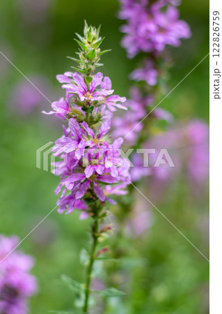 Flower Bud Lythrum salicaria plant 122826759