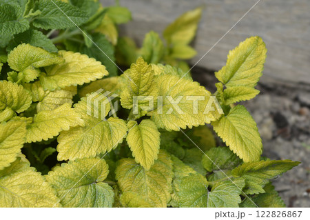 Yellow-leaved lemon balm 122826867