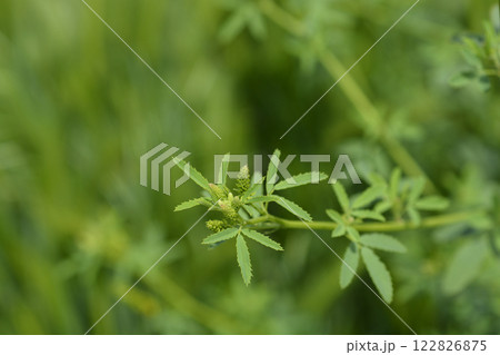 Yellow sweet clover 122826875