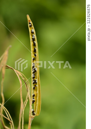 Greater celandine 122826876