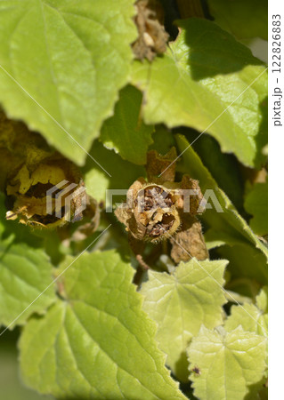 Creeping Gloxinia 122826883