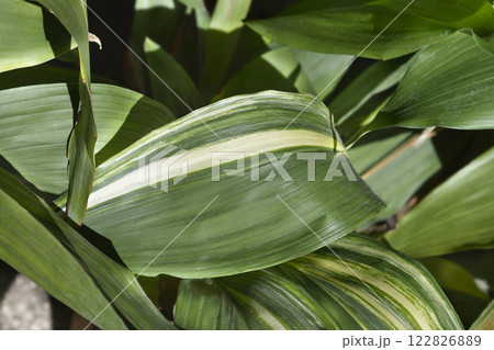 Variegated cast-iron plant 122826889