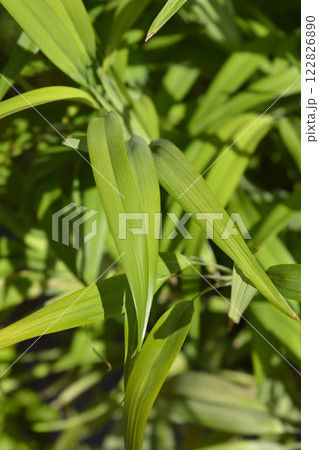 Flax lily 122826890
