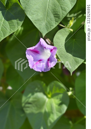 Common morning glory 122826891