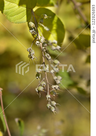 Fuzzy deutzia Macrocephala 122826893