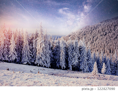 starry sky in winter snowy night. fantastic milky way in the New Year's Eve. Starry sky snowy winter night. The Milky Way is a fantastic New Year's Eve 122827090