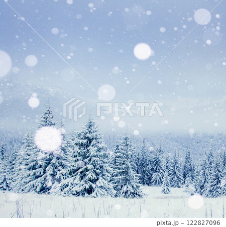 Winter tree in snow. Carpathian, Ukraine, Europe. Bokeh light effect, soft filter. 122827096