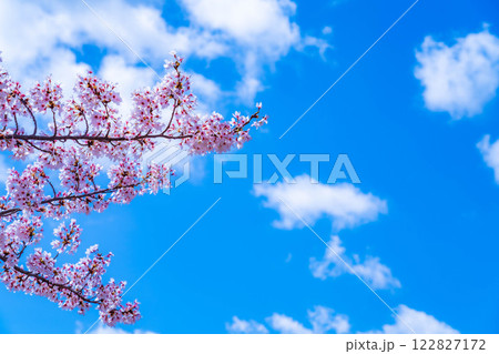 【桜と富士山】桜が満開の河口湖北岸から見た富士山【山梨県】 122827172