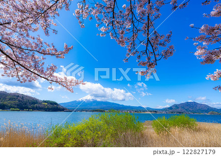 【桜と富士山】桜が満開の河口湖北岸から見た富士山【山梨県】 【桜と富士山】桜が満開の河口湖北岸から見た富士山【山梨県】 122827179