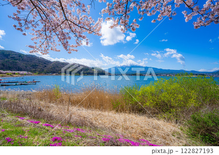 【桜と富士山】桜が満開の河口湖北岸から見た富士山【山梨県】 122827193
