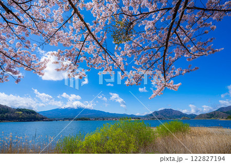 【桜と富士山】桜が満開の河口湖北岸から見た富士山【山梨県】 122827194