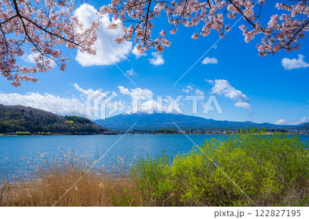 【桜と富士山】桜が満開の河口湖北岸から見た富士山【山梨県】 122827195