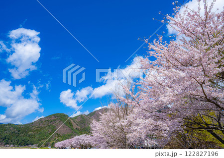【桜と富士山】桜が満開の河口湖北岸から見た富士山【山梨県】 122827196