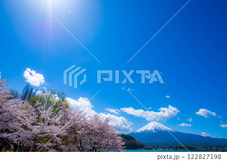 【桜と富士山】桜が満開の河口湖北岸から見た富士山【山梨県】 122827198