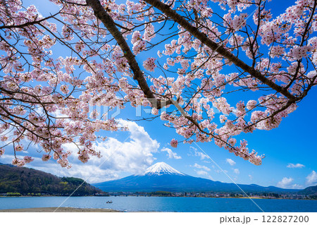 【桜と富士山】桜が満開の河口湖北岸から見た富士山【山梨県】 【桜と富士山】桜が満開の河口湖北岸から見た富士山【山梨県】 122827200
