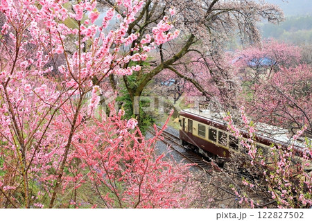 わたらせ渓谷鐵道「雨の日の花桃と桜の花に包まれたて」 わたらせ渓谷鐵道「雨の日の花桃と桜の花に包まれたて」 122827502