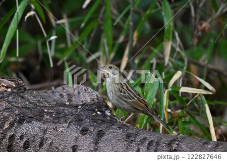 水場に来たクロジ 水場に来たクロジ 122827646