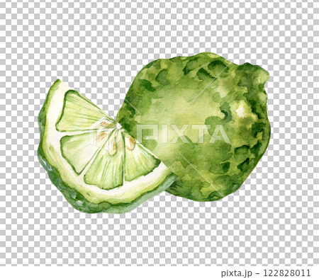 Slice bergamot and whole fruit watercolor illustration isolated on white. Ripe green citrus hand drawn sketch. Lime kaffir in botanical style painted. Fragrant fruits for design packaging, label. Slice bergamot and whole fruit watercolor illustration isolated on white. Ripe green citrus hand drawn sketch. Lime kaffir in botanical style painted. Fragrant fruits for design packaging, label. 122828011