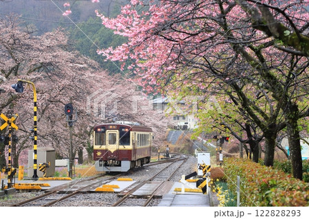 わたらせ渓谷鐵道「雨の日の水沼駅ホームから見た桜風景」 122828293