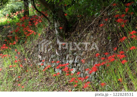 彼岸花(ヒガンバナ 曼珠沙華) 彼岸花(ヒガンバナ 曼珠沙華) 122828531