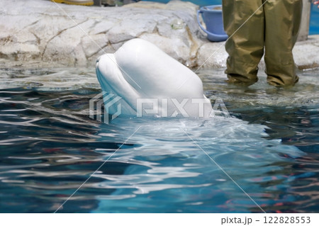 ベルーガ　シロイルカ 122828553