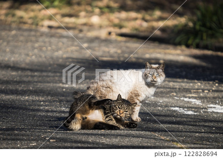 仲良し猫 122828694