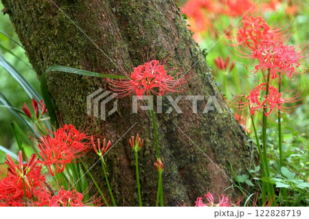 彼岸花（ヒガンバナ　曼珠沙華） 122828719