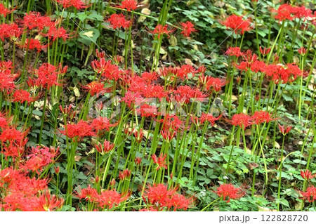 彼岸花(ヒガンバナ 曼珠沙華) 彼岸花(ヒガンバナ 曼珠沙華) 122828720