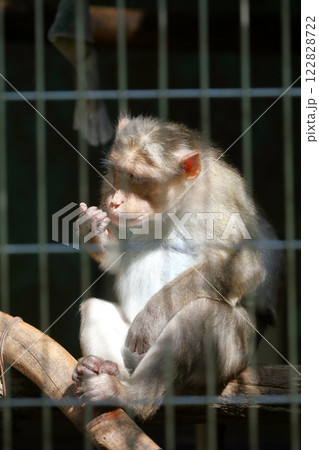 ニホンザル ニホンザル 122828722