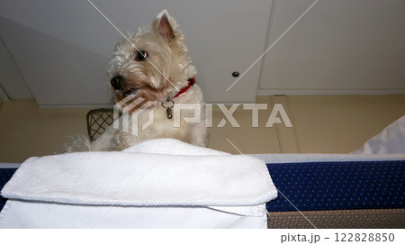 Dog enjoys a train journey from a cozy seat while looking out the window at the passing scenery 122828850