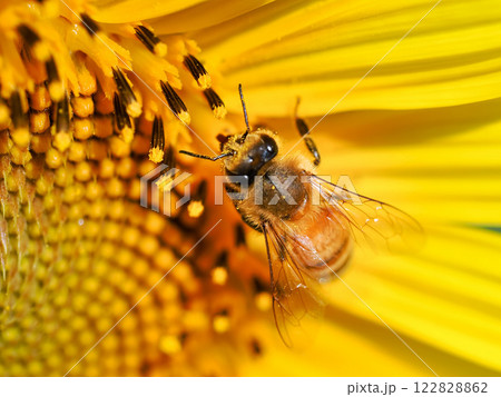 ヒマワリの蜜を吸うミツバチ 122828862