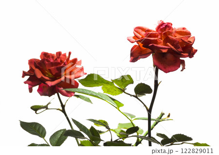 Decorative rose closeup 122829011