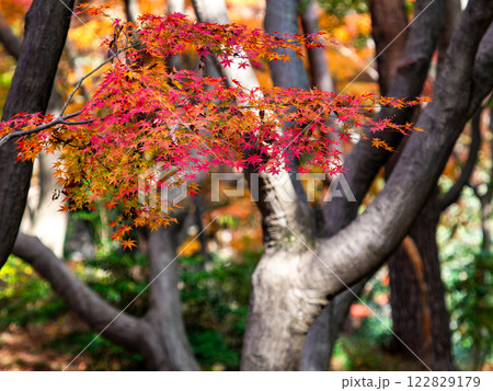 秋晴れに映える鮮やかに色づいた紅葉 122829179