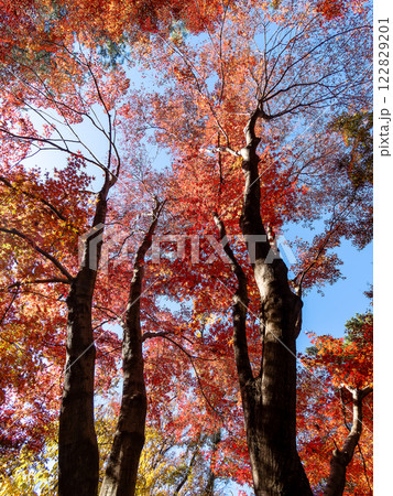 秋晴れに映える鮮やかに色づいた紅葉 122829201