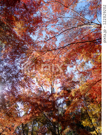秋晴れに映える鮮やかに色づいた紅葉 122829202
